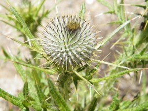 weeds in my garden/insight from a woman's heart