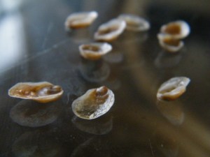 baby oysters/insight from a woman's heart